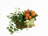 Bloomer & Ivy Planter